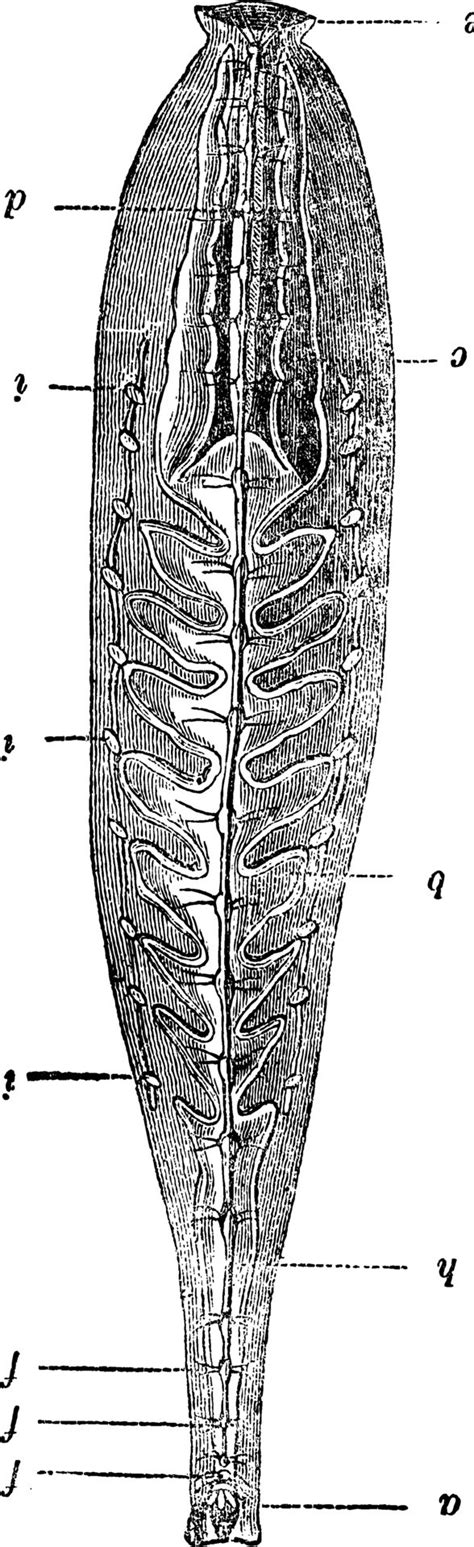 Anatomy of Leech, vintage engraving. 35073289 Vector Art at Vecteezy