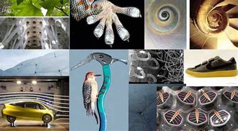 Biomimicry — Nature As A Mentor Have You Heard About Benchmark With A By Torus Time Lab