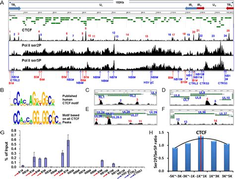 Chip Seq Analyses Define Multiple Ctcf Pol Ii Ser2 And Pol Ii Ser5 Download Scientific Diagram