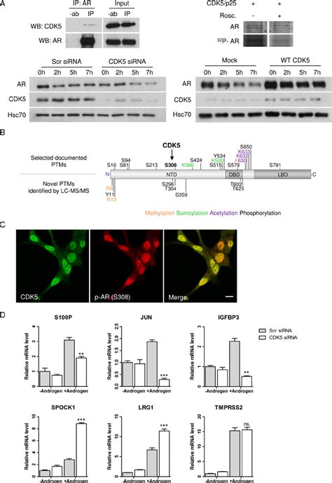 Intricate regulation of androgen receptor phosphorylation and activity... | Download Scientific ...