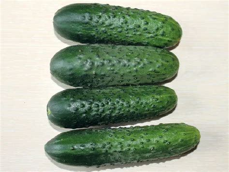 Самоопыляемые сорта семян огурцов для теплиц и открытого грунта