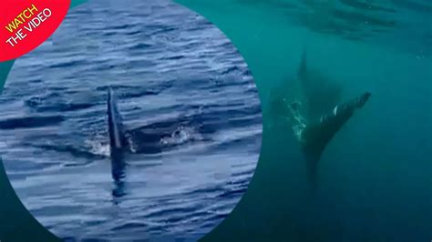 Great White Shark Chases Two Kayakers In Terrifying Footage As They