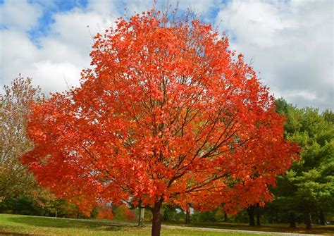 Deciduous Tree Names