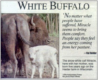 White buffalo Miracle and Mother | Animal medicine, Cowgirl quotes ...