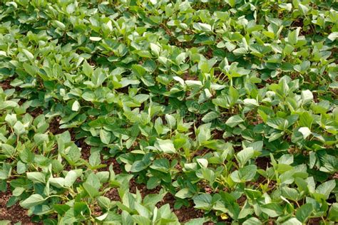 Planta O Agr Cola Da Soja Parte Superior Crescente Verde V Da Planta