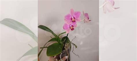 Орхидея фаленопсис купить в Уфе | Товары для дома и дачи | Авито