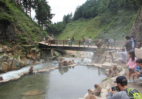 Jigokudani 🐒 The Snow Monkey Park