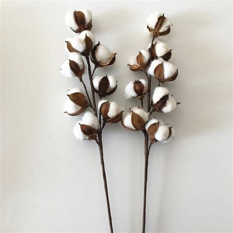 Jual Cotton Dried Flower Bunga Kapas Preserved Flower