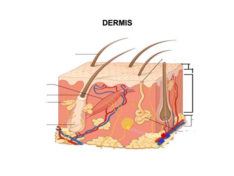 H Anatomy- Integumentary unit: Dermis diagram Diagram | Quizlet