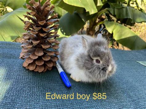 Dwarf Lionhead Bunny Rabbits Near Clermont Florida United States