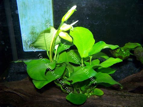 Comprehensive Care Guide For Anubias Barteri Growth Propagation And