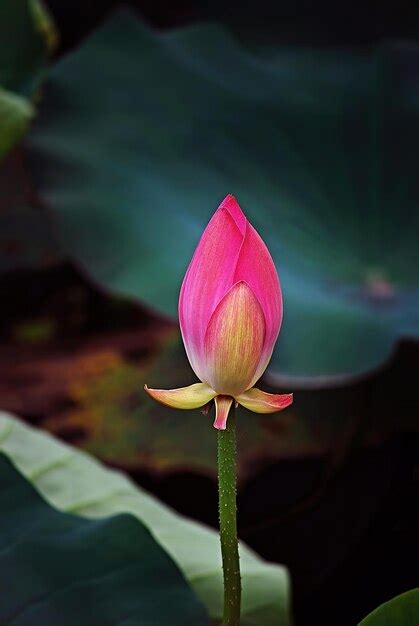 Premium Photo Beautiful Pink Lotus Flowers And Leaves In The Lotus