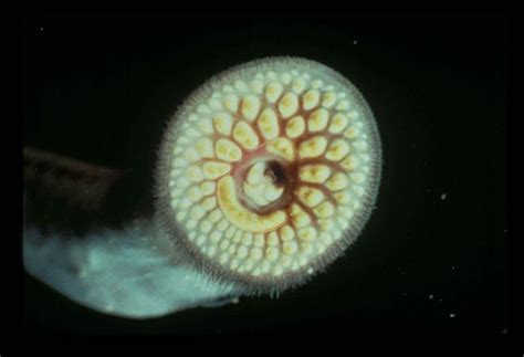 Free picture: sea, lamprey, invasive, animal, petromyzon, marinus