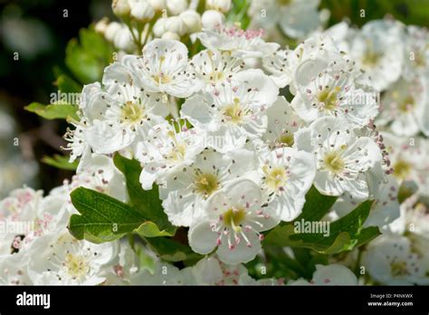 Hawthorn Crataegus Monogyna Also Known As Whitethorn Or May Tree