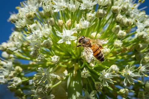 A Western Honey Bee Apis Free Photo Rawpixel