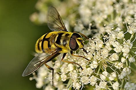 Gemeine Doldenschwebfliege Myathropa Florea Ngidn Flickr