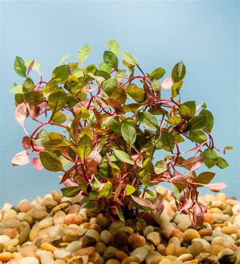 Ludwigia Sp Super Red Mini Waterscapes Aquatic Plant Nursery