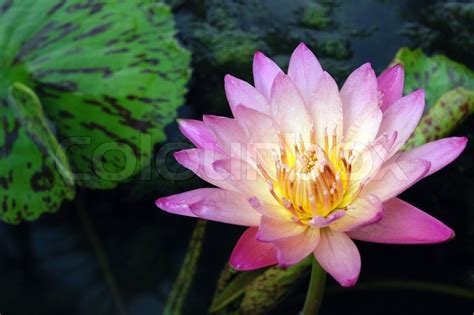 Pink Lotus Auf Dem Wasser Stock Bild Colourbox