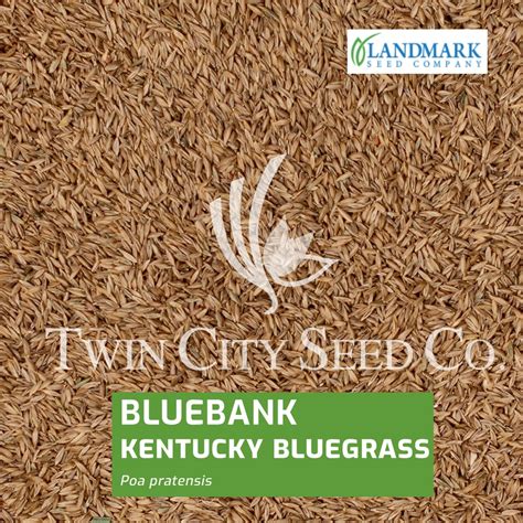 BLUEBANK Kentucky Bluegrass - Twin City Seed Company