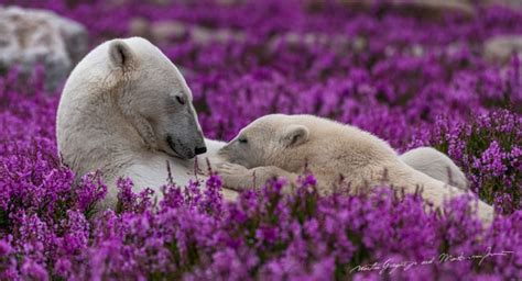 Photographer Captures Rare Portraits Of The Summer Lives Of Polar Bears