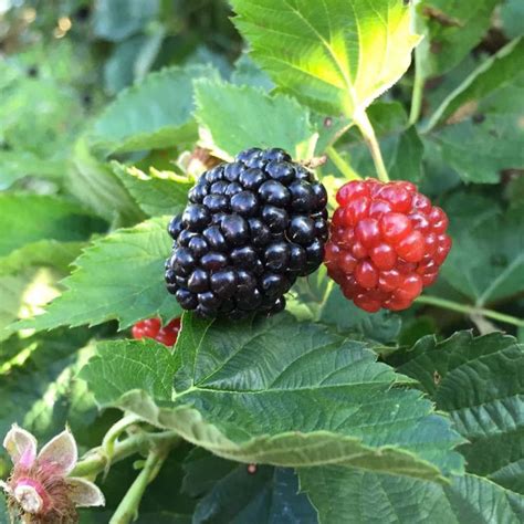 Ouachita Blackberry Plant For Sale Bareroot Organic