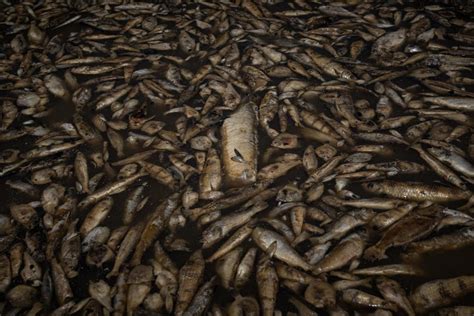 Moria Di Pesci Nella Laguna Di Orbetello Perch Ci Sono Migliaia Di