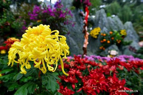 Chrysanthemum Blossoms Displayed At Baotu Spring Park 1 7