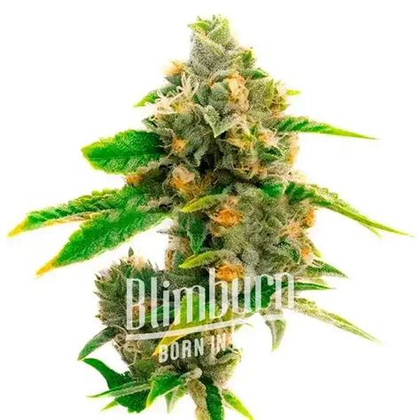 Sour Kush Strain 21 Thc Buy Cannabis Seeds