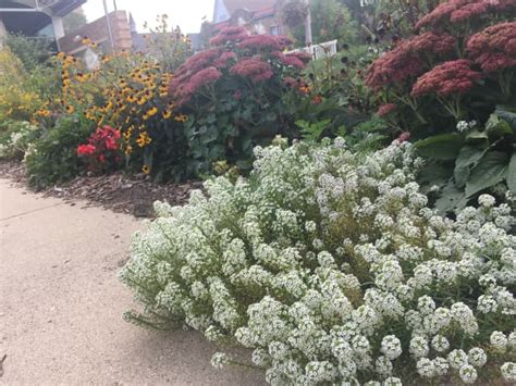 Sweet Alyssum How To Grow And Care For This Flowering Ground Cover Dengarden