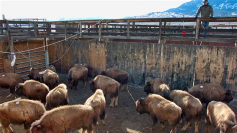 Hundreds Of Bison Sent To Slaughter Over Tribes Objections Fox News