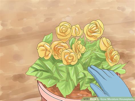 Ways To Grow Miniature Houseplants Wikihow Life