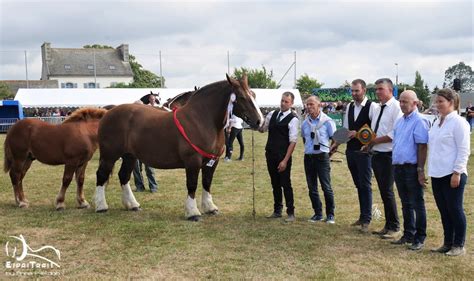 2022 18 Concours Departemental Du Cheval Breton ESPRITRAIT