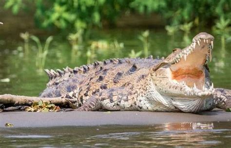 Cocodrilo De Metros Ataca A Visitante En Tampico Le Quiso Arrancar