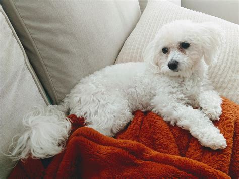 Bichon Maltese Mix