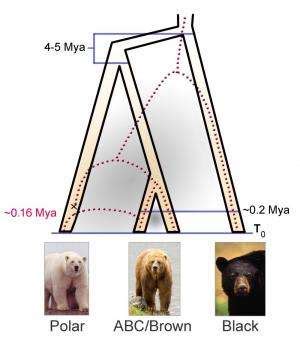 Polar bear evolution tracked climate change, new DNA study suggests