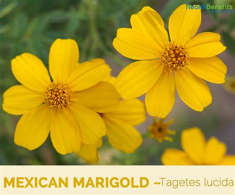 Mexican Marigold Facts And Health Benefits