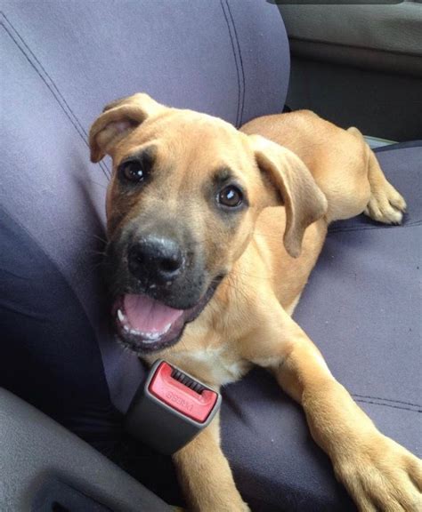 Black Mouth Cur Puppies - Black Mouth Cur Info, Temperament, Training, Puppies ... : Nani the ...