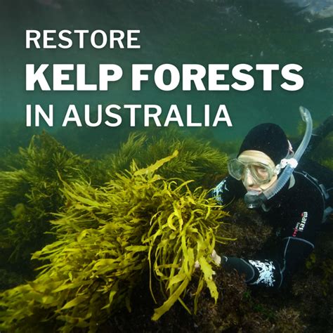 Restore Kelp Forests In Australia Seatrees