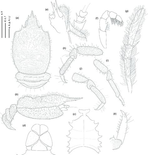 Line Diagrams Of Munidopsis Cortesi Sp Nov Ov F Mm Holotype