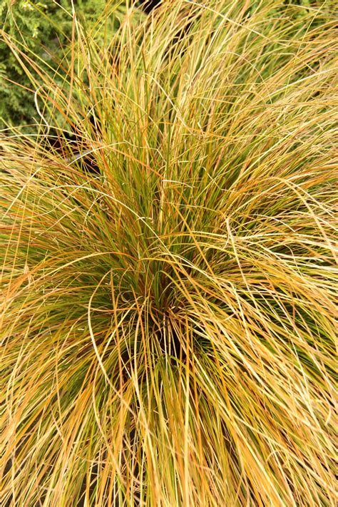 Carex Testacea Prairie Fire Sedge Grass Conifer Kingdom