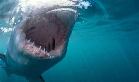 Shark News Terrifying 19 Foot Great White Shark Brutally Attacks Two