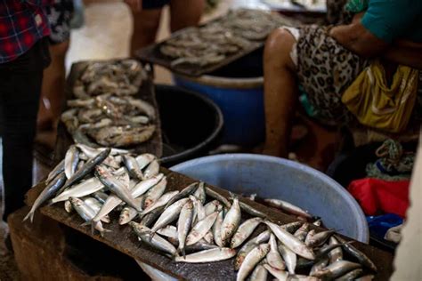 Zanzibar Fish Market Stock Photos Royalty Free Zanzibar Fish Market