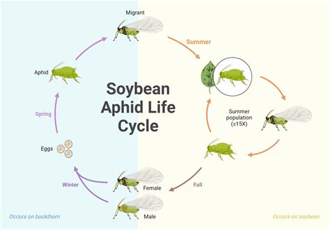 Soybean Aphid Life Cycle | BioRender Science Templates