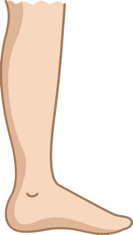 Leg Clipart Free Download Transparent Png Creazilla