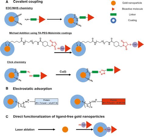 Cell Penetrating Peptides For Nanomedicine How To Choose The Right