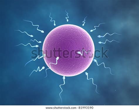 Human Egg Cell Being Fertilized By Stock Illustration 81993190