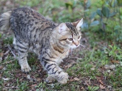 Ovaltes: Alpine Lynx and Desert Lynx Populations In Europe