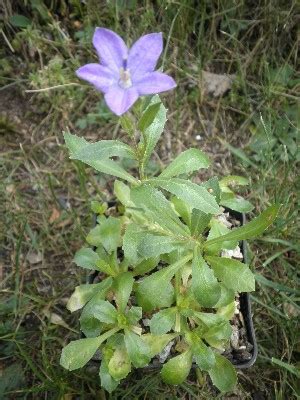 Campanula Piperi X Parryi Sojourner Skalni Ky Jundrov