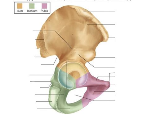 hip bone landmarks Quiz