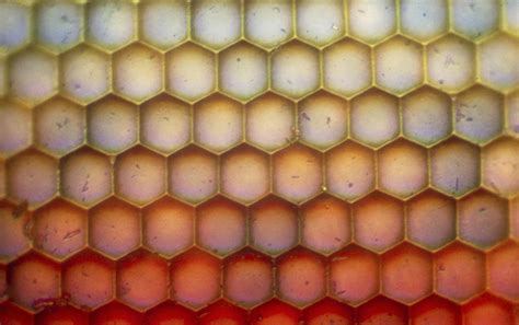 Lm Of The Facets Of A Dragonflys Compound Eye Photograph By John Walsh